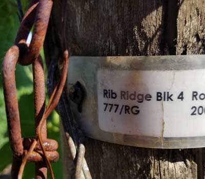 A row marker at Looney Vineyard, Ribbon Ridge