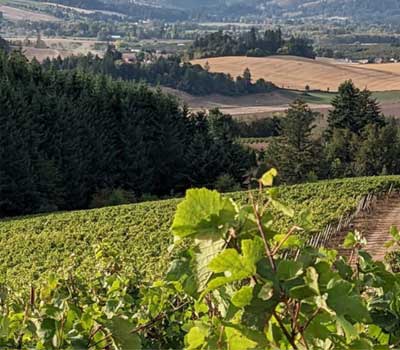 The view over Ninebark Vineyard, Chehalem Mountains