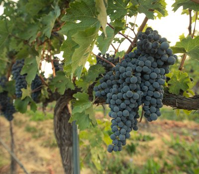Grape cluster in Les Collines Vineyard